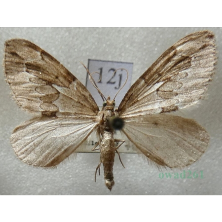 Thera juniperata (Linnaeus, 1758) Paśnik juniperata Czech12j